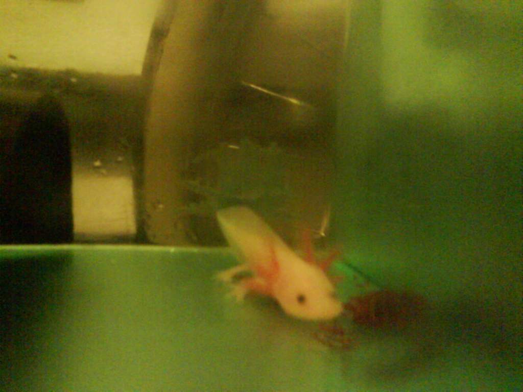 Silkey when i first got them