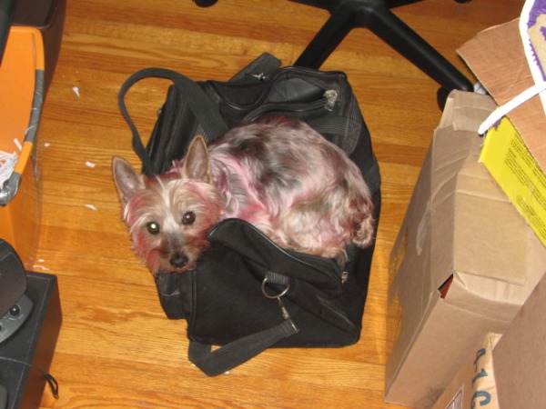 Silky toy terrier
