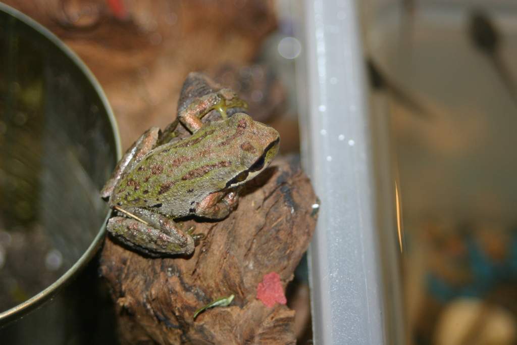 silver and copper pigments in a chorus frog