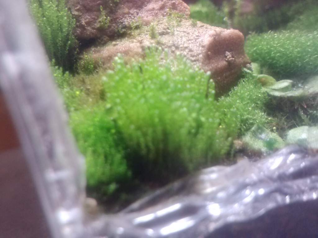 Silver moss reaching for the light