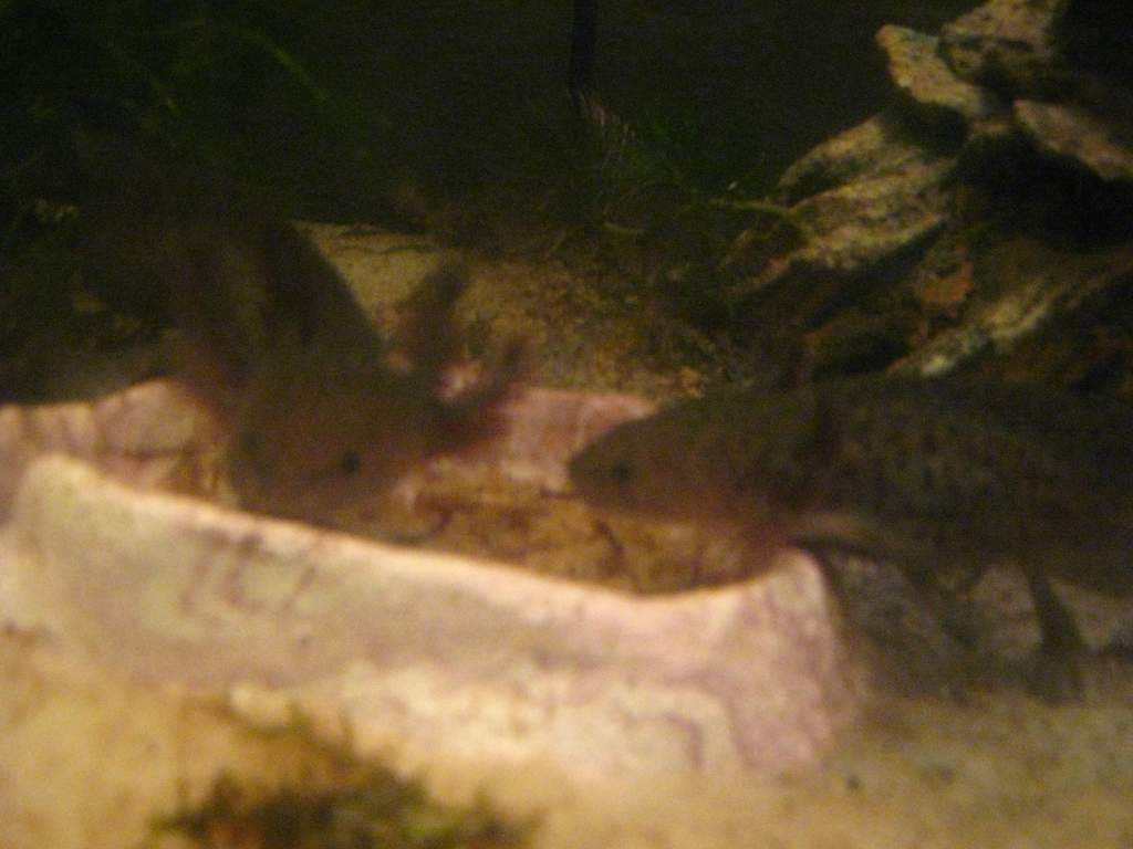 Simon and Pancake checking out their food dish.