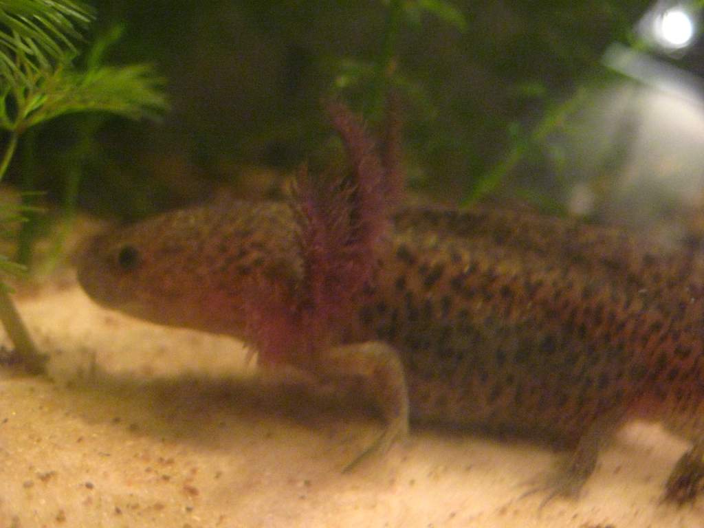 Simon showing off his gills.