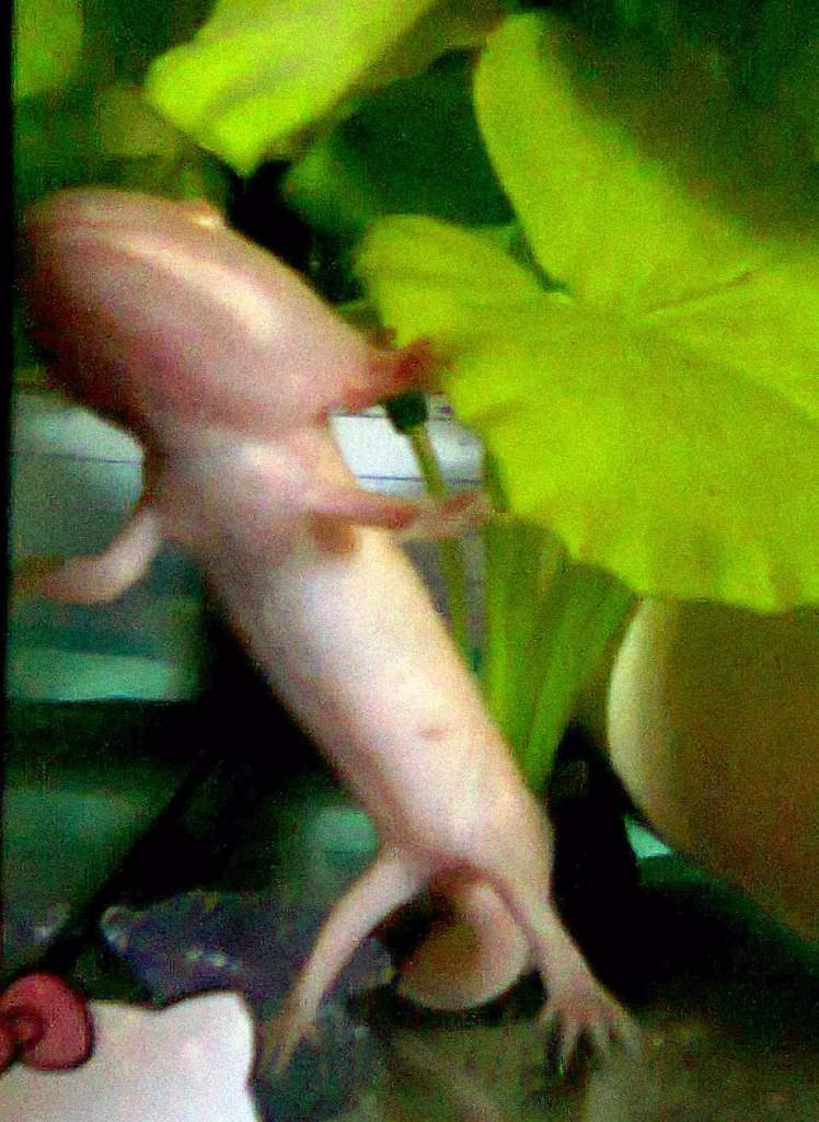 since then bigger tank bear bottom