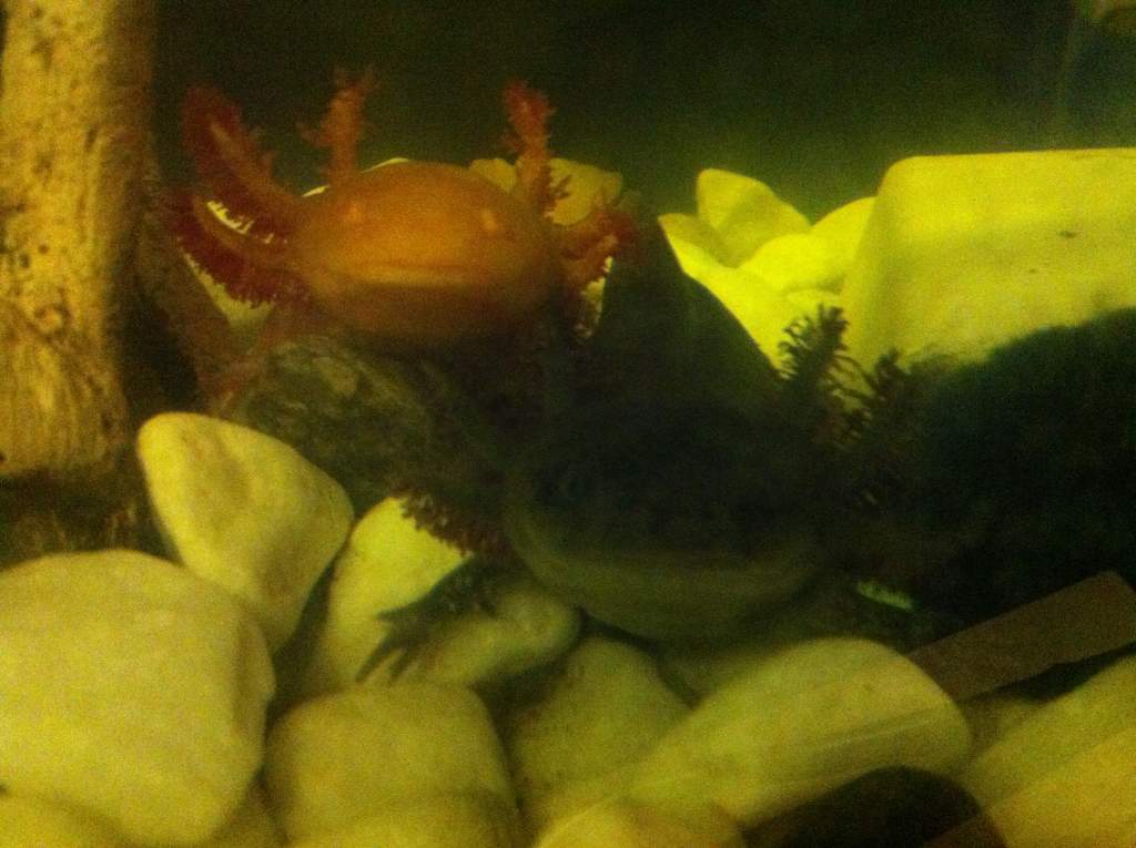 Sir lance and toothless :)