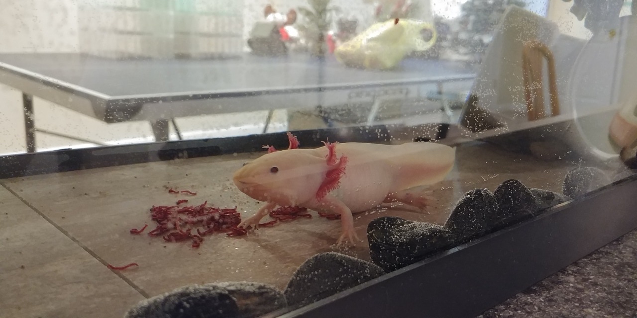 Sitting pretty right after i redid his tank. :)