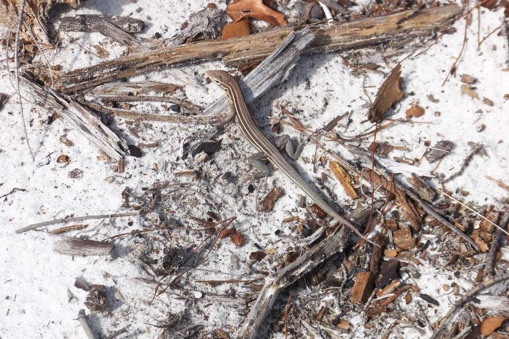 Six lined racerunner
