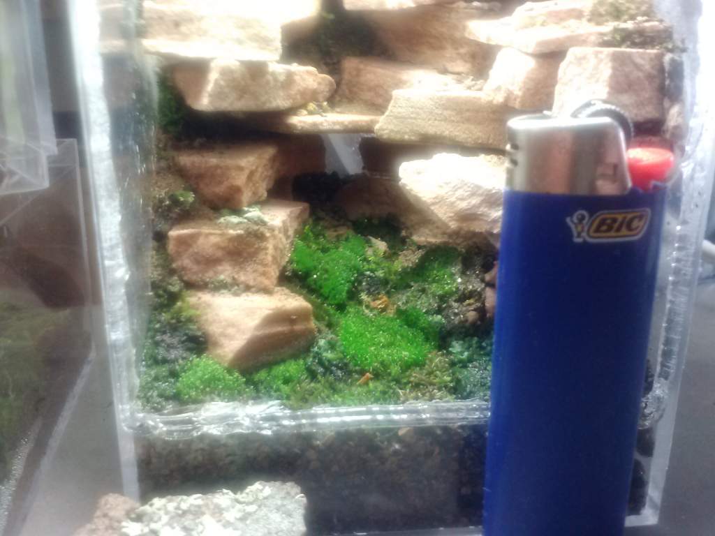 size comparison 2 weeks set up