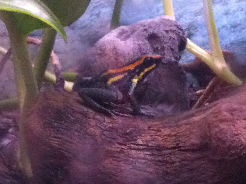 sky blue poison frog