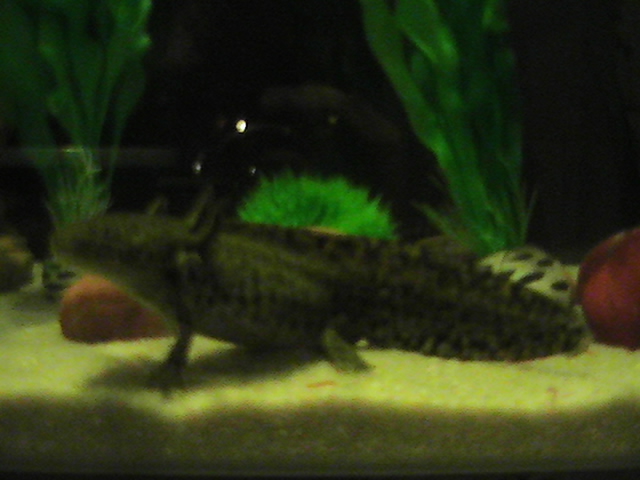 Skyrim the Axolotl