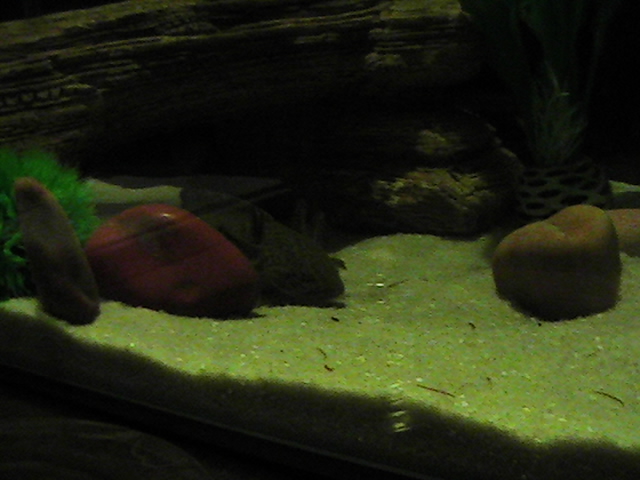 Skyrim the Axolotl