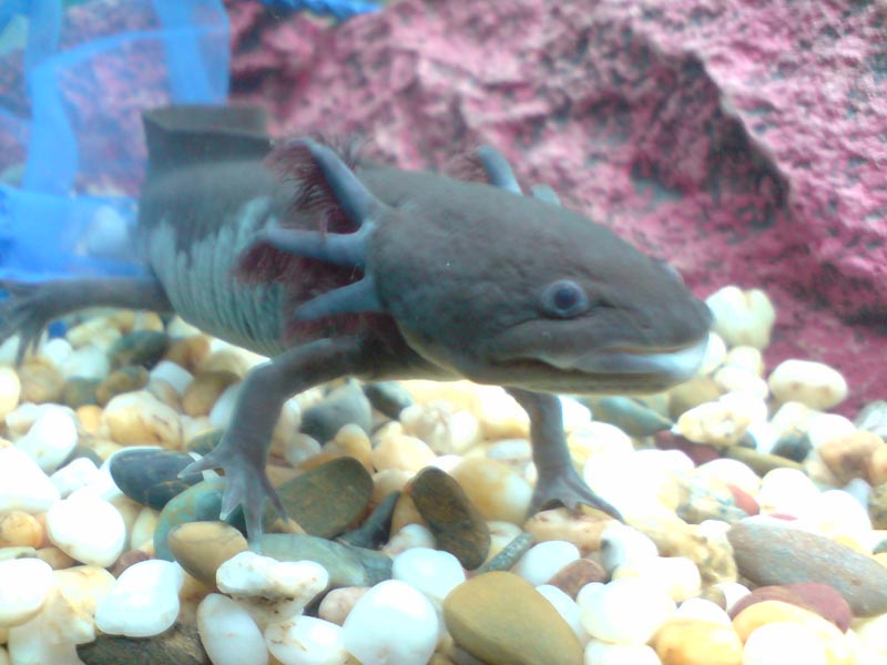 Slagathor (slag) in his prime... I was told by the petshop lady that he wouldn't need any special temperature requirements, but then global warming wa