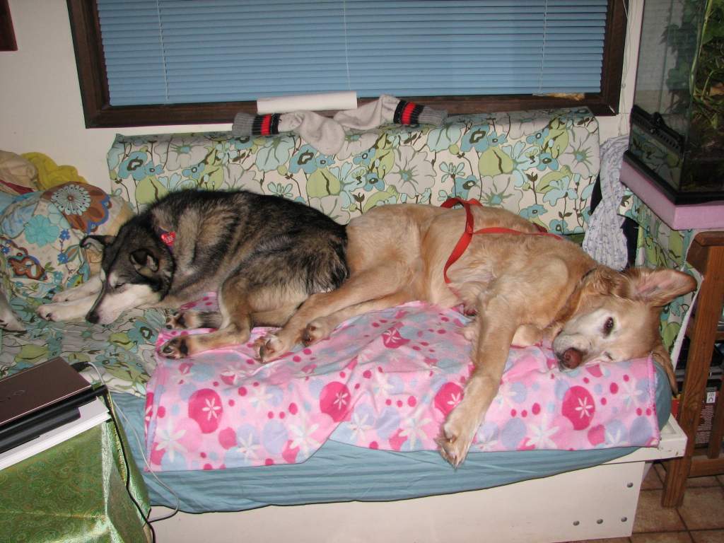 sled dogs by day, bed dogs by night