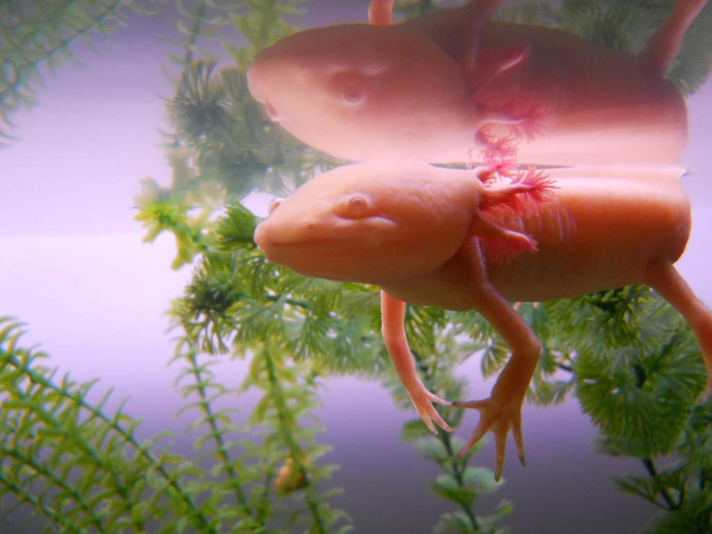 Sleep-floating. Cutie.