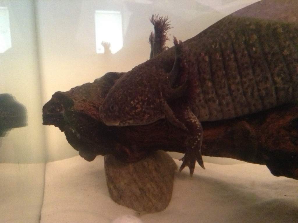Sleeping on his bogwood legs dangling on either side lol
