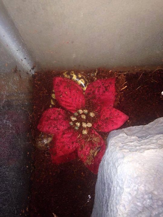 Sleeping under his flower.