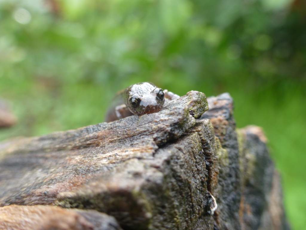 slender on big log