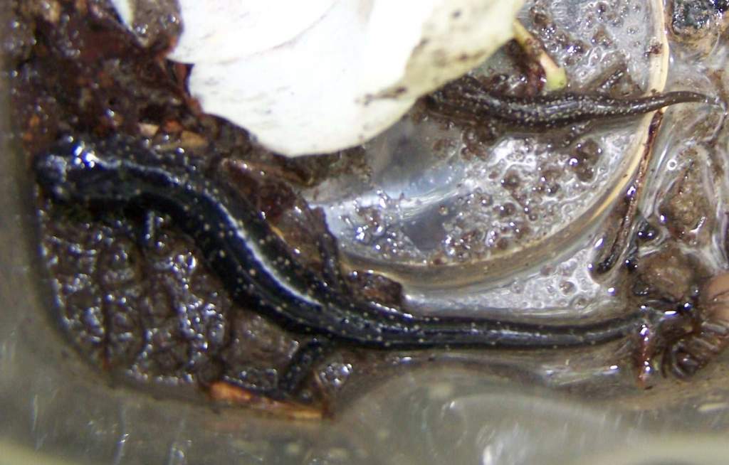 slimy
