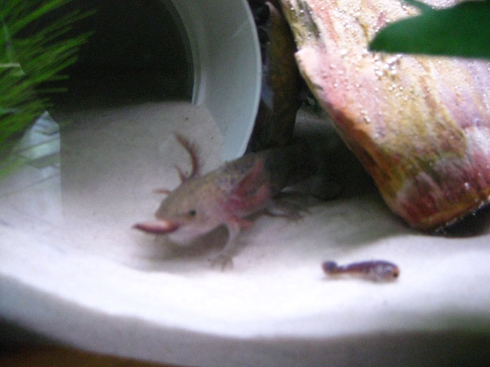 Slurp!