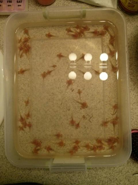 Smaller axy babies from this batch.