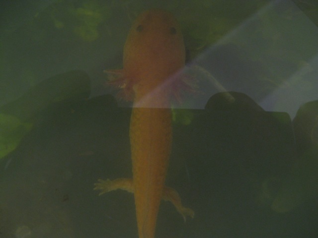 Smaug3