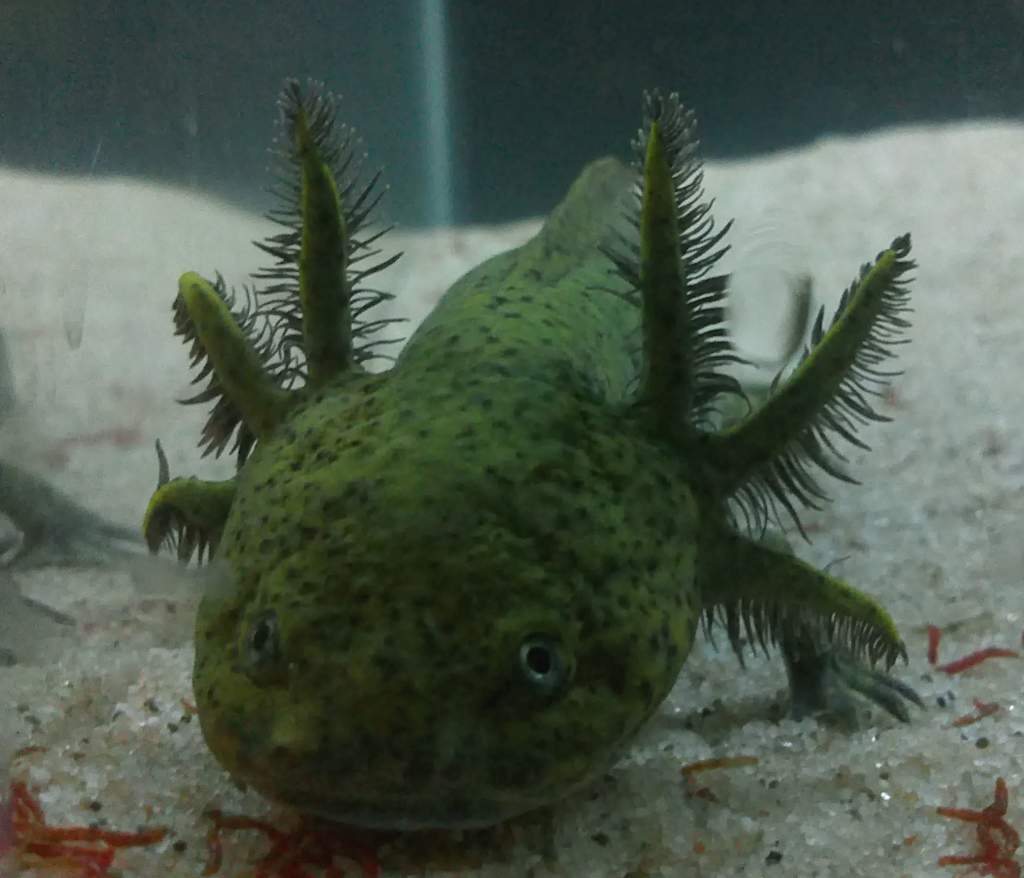 smieszko