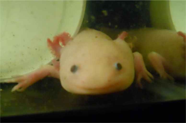 Smiley Axie!