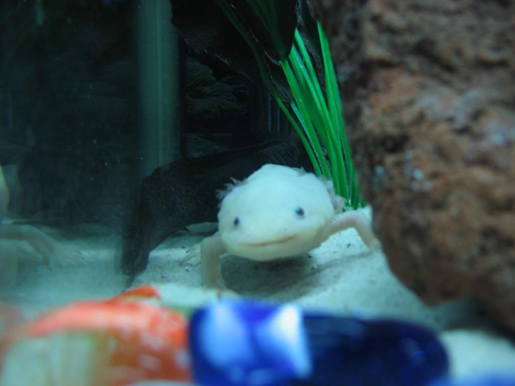 Smiley Bubbles is very shy, she is frightned very easily, but when it comes to her food, she will literally snap at half the tweezers!