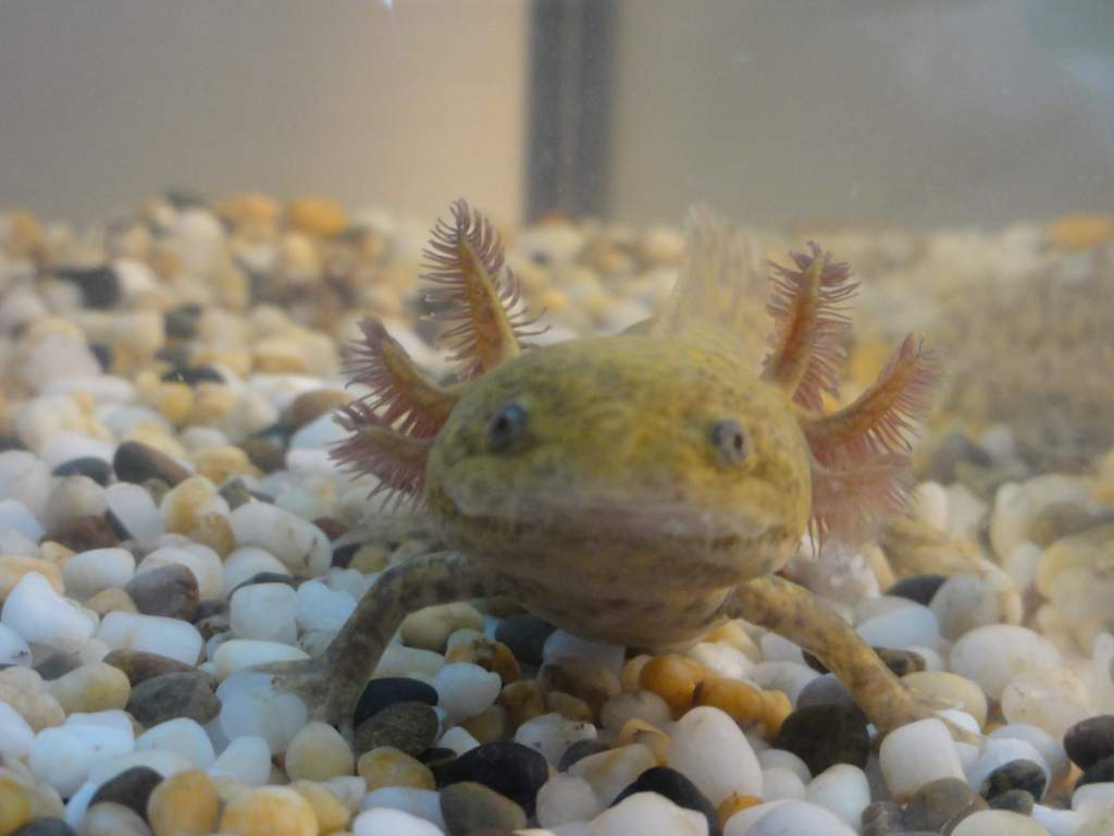 Smiling Gizmo