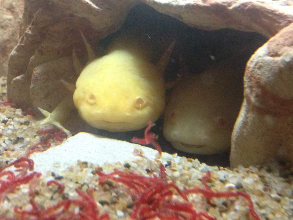 Smiling! They love to share their little house!