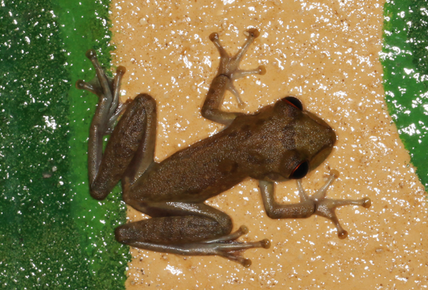 Smilisca sordida - Drab Treefrog (Best guess)