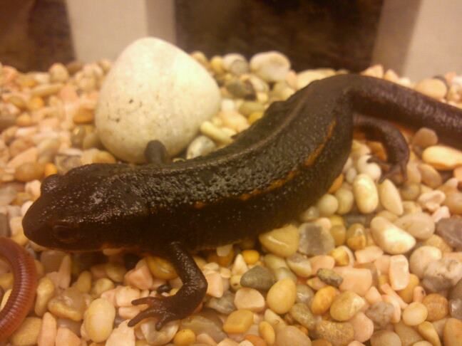 Smooth gluck newly out of water
