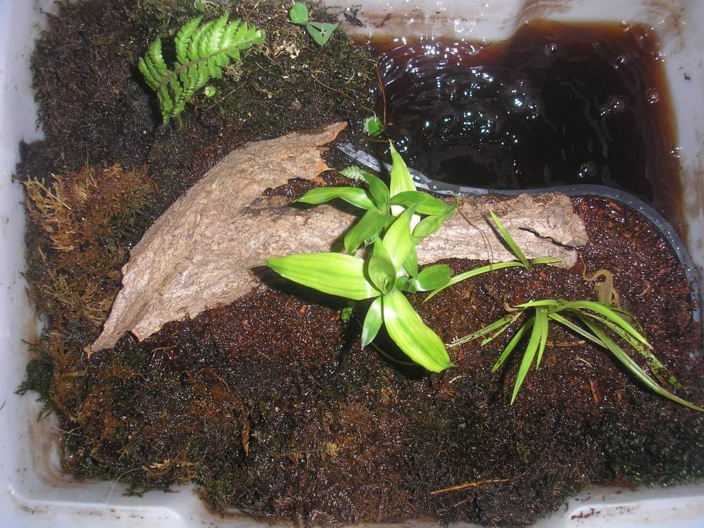 smooth newt tub
