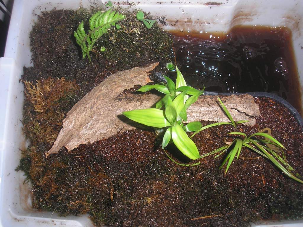 smooth newt tub