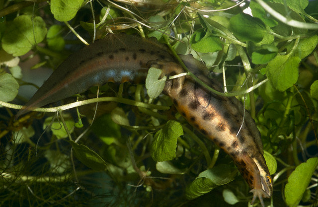 Smooth Newt