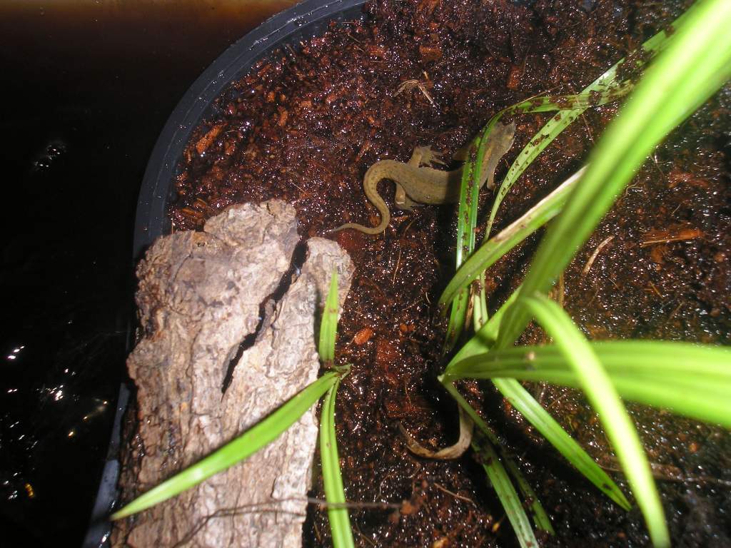 smooth newt
