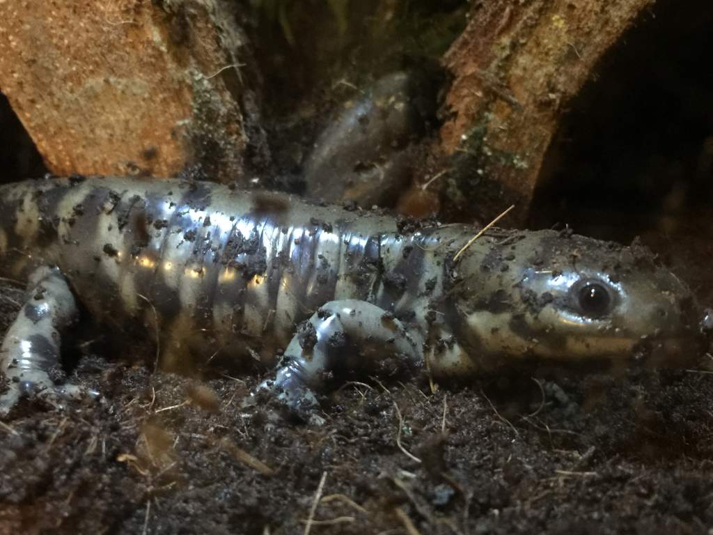 Smudge, has a grey/olive tone with his markings looking more splattered like.