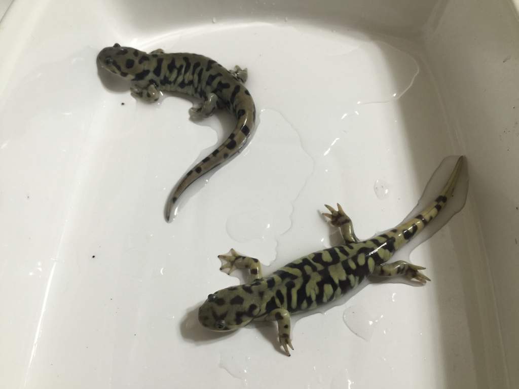 Smudge ontop & Pudge on bottom
