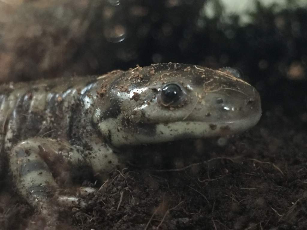 Smudge