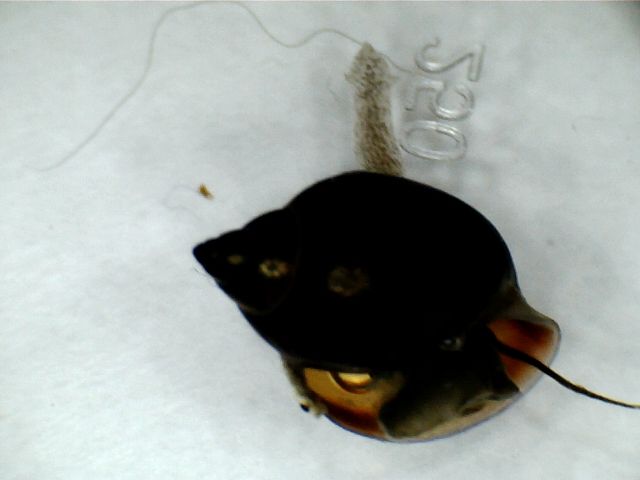 Snail and friend (assume some kind of leech)