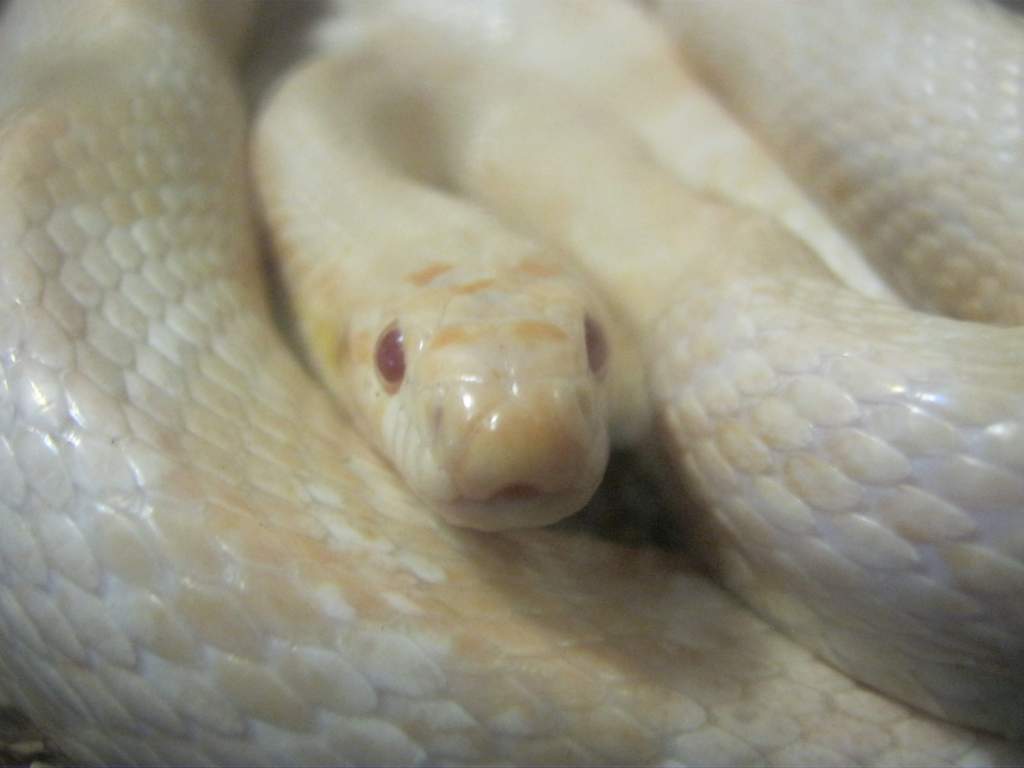Snake