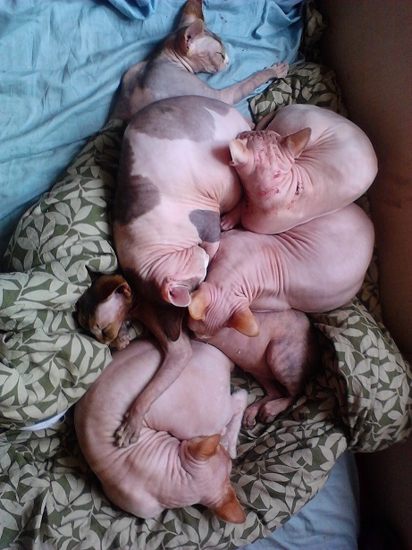 Snakepit of snuggly warmth <3