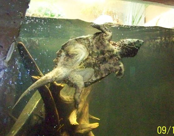 Snapper