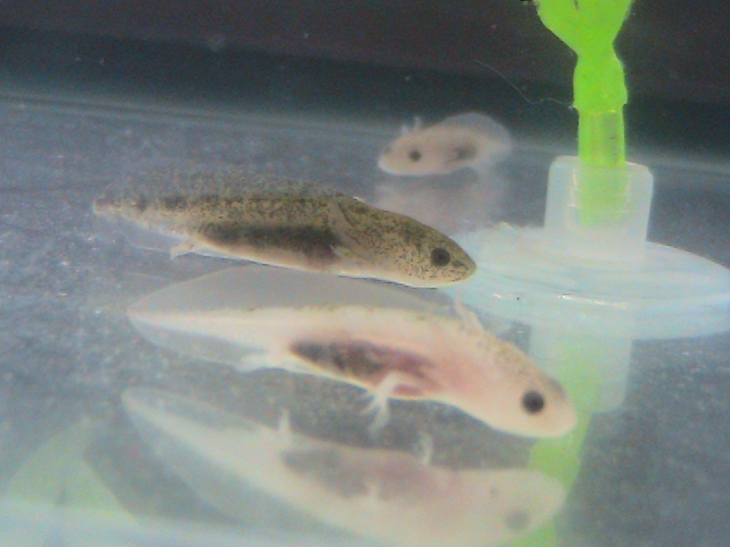 Sneakin up slowly

~Myster Dot & Bubbles