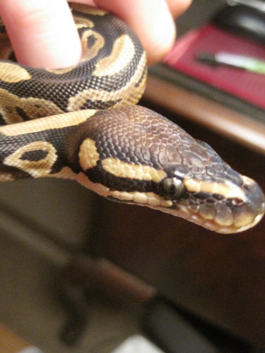 SneakyBeast, very young here. :)