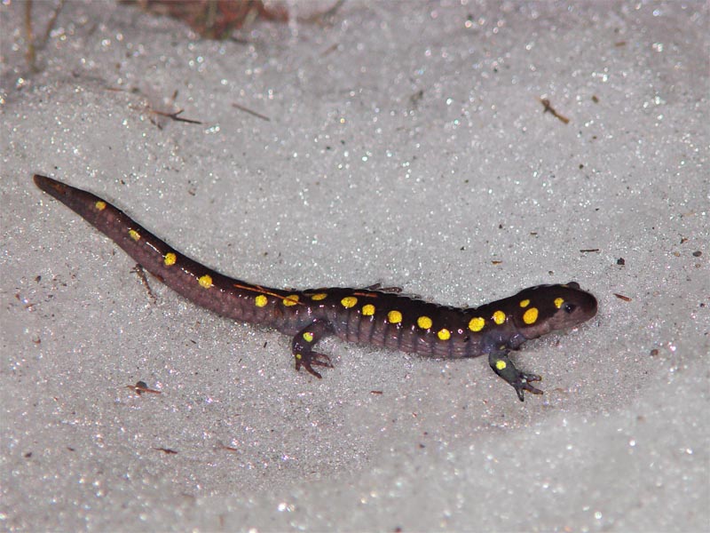 Snow trekker
Neither snow, nor rain, nor gloom of night ...