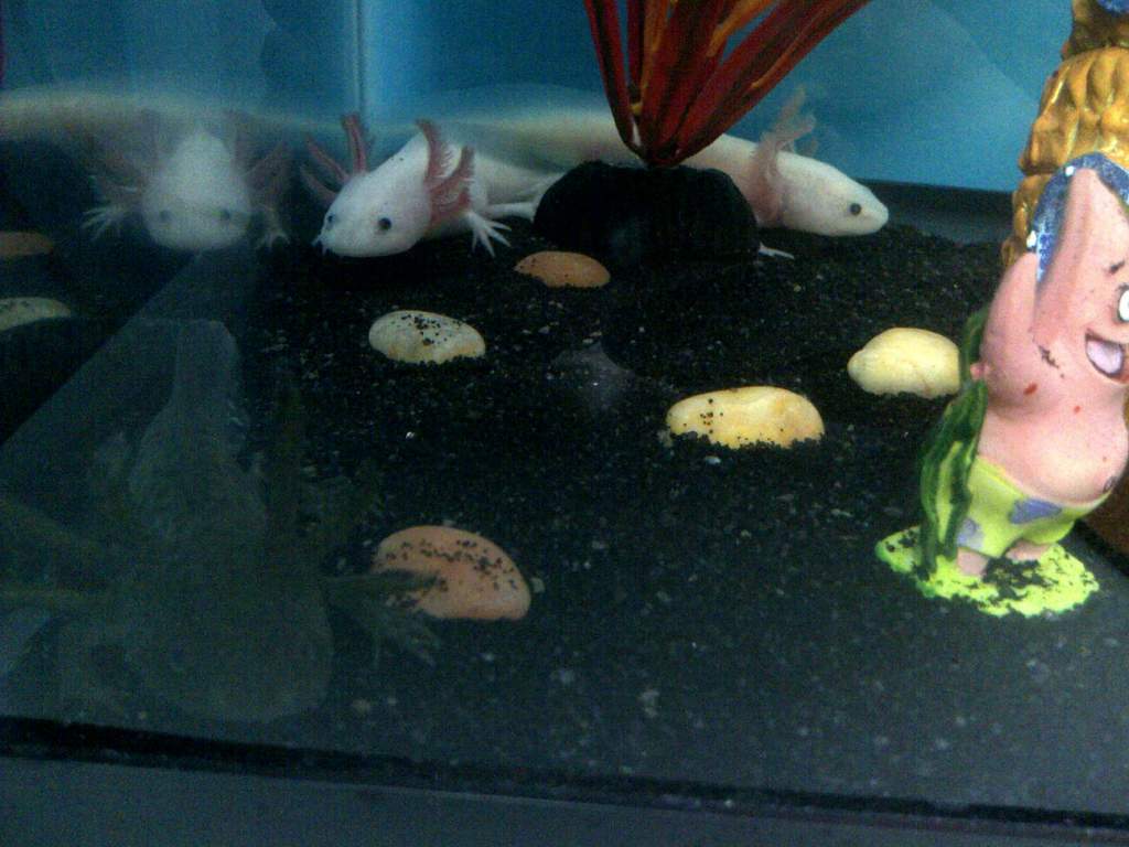 Snuggling leucistic lotls :D