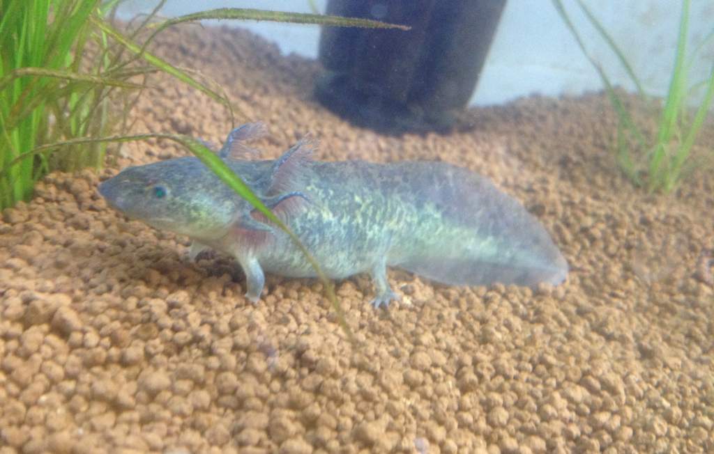 so cute! so tiny! chubby lil tadpole.