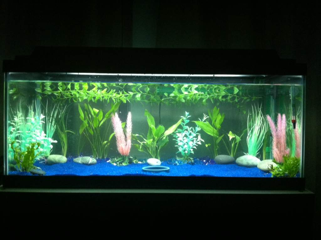 So far this is my tank! Just needs a hide out and an axolotl :)