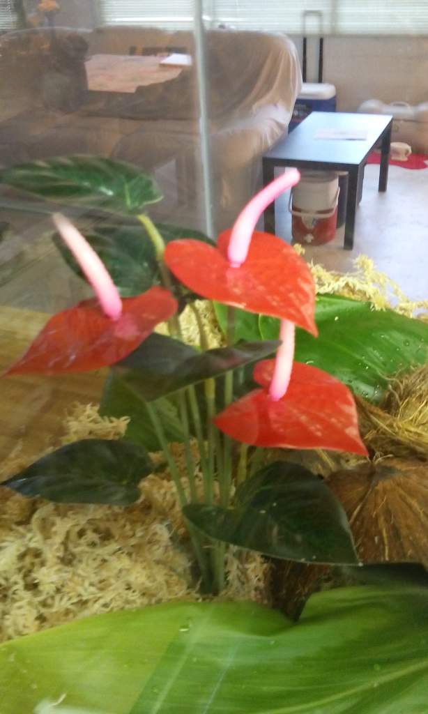 So happy my local pet store finally got these anthiriums in! Saw it online but shipping to Hawaii is $uper expen$ive!!