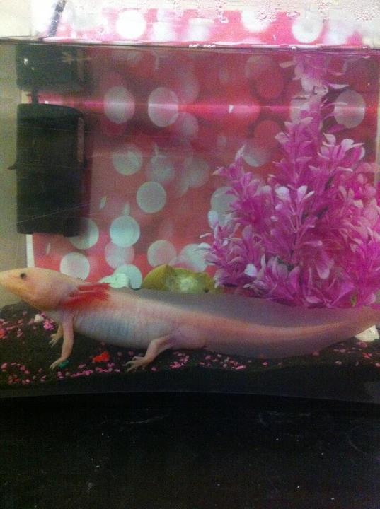 so he only goes in this when i clean his tank this was his baby tank